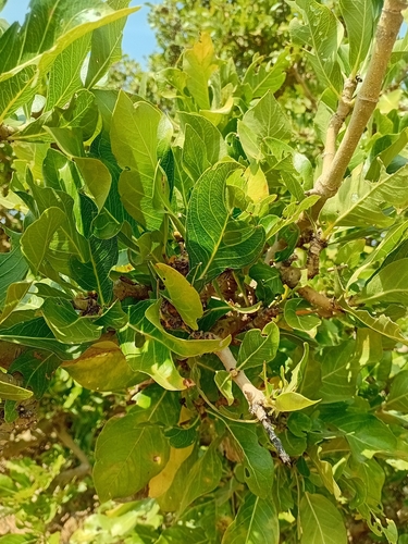 Gardenia lutea (Cape jasmine) — photo