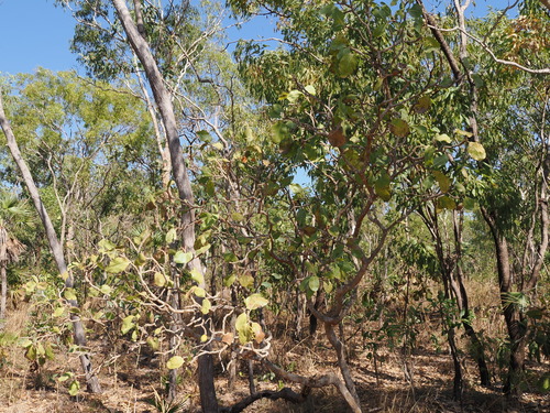 Gardenia megasperma (Wild gardenia) — photo
