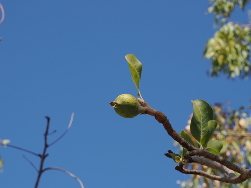 Gardenia megasperma (Wild gardenia) — photo