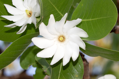 Gardenia megasperma