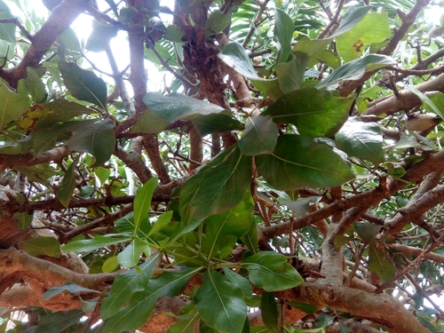 Gardenia nitida — photo