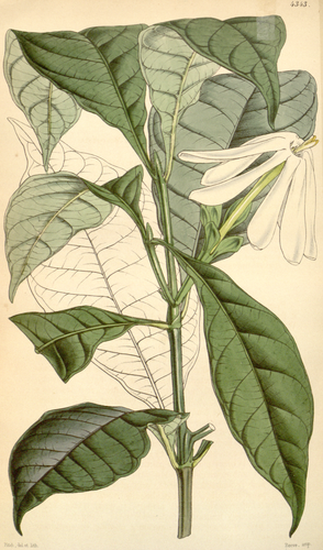 Gardenia nitida