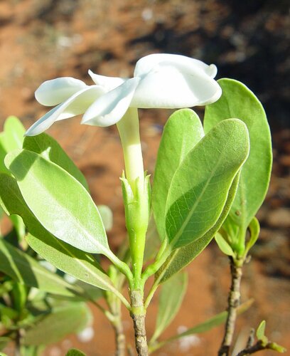Gardenia pyriformis (Wudarr) — photo