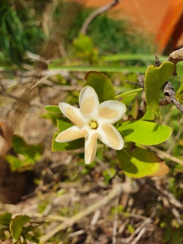 Gardenia pyriformis