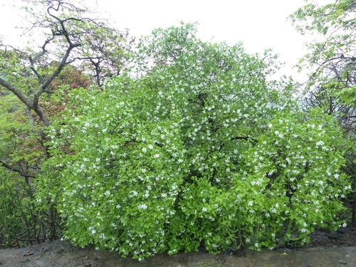 Gardenia resinifera (Brilliant gardenia) — photo