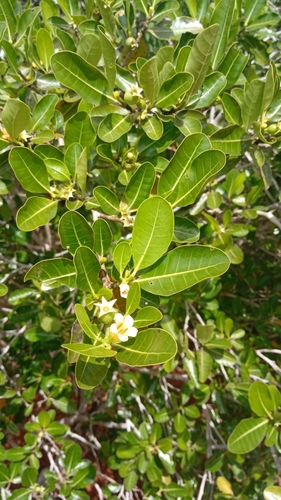 Gardenia rutenbergiana — photo