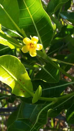 Gardenia rutenbergiana
