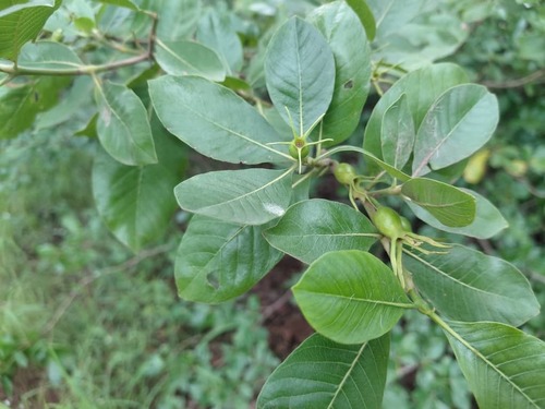 Gardenia sokotensis — photo