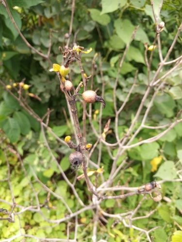 Gardenia sokotensis — photo