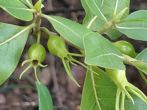 Gardenia sokotensis