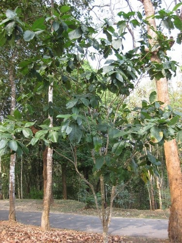 Gardenia sootepensis (Golden gardenia) — photo