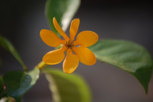 Gardenia sootepensis (Golden gardenia) — photo