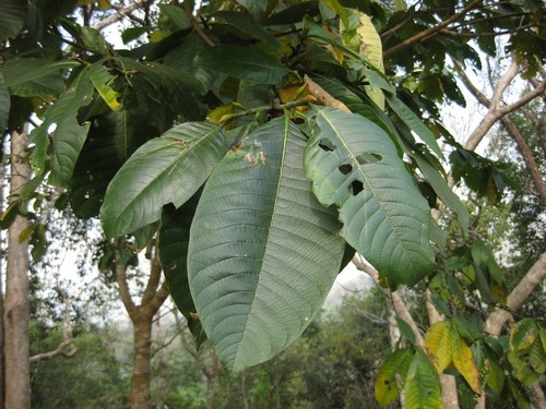 Gardenia sootepensis
