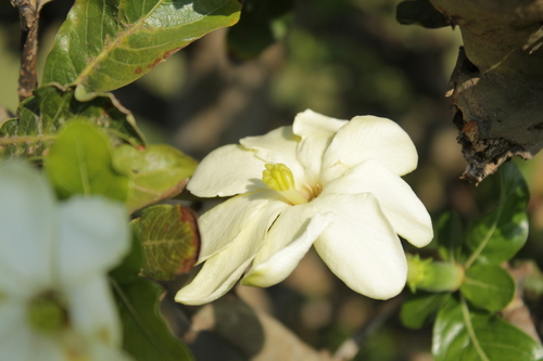 Gardenia ternifolia subsp. jovis-tonantis (Powder-bark gardenia) — photo