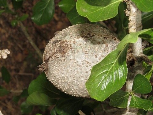 Gardenia volkensii subsp. spatulifolia (Cape jasmine) — photo
