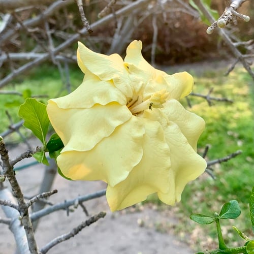 Gardenia volkensii subsp. spatulifolia