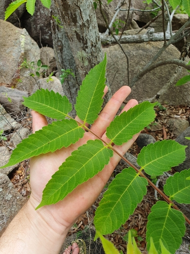 Garuga floribunda var. gamblei