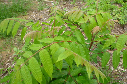Garuga floribunda var. gamblei — photo