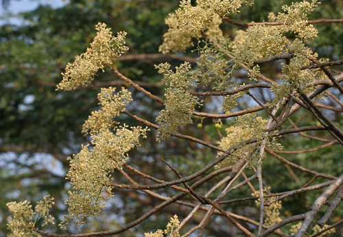 Garuga pinnata (Garuga) — photo