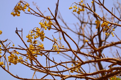 Garuga pinnata (Garuga) — photo