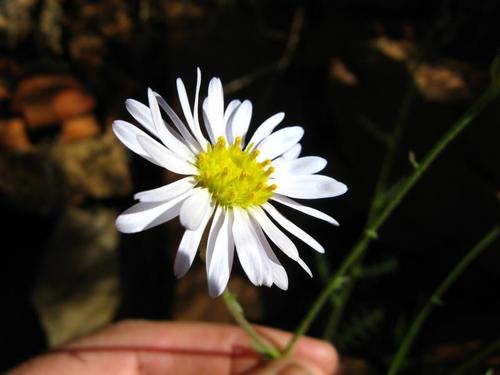 Garuleum schinzii — photo