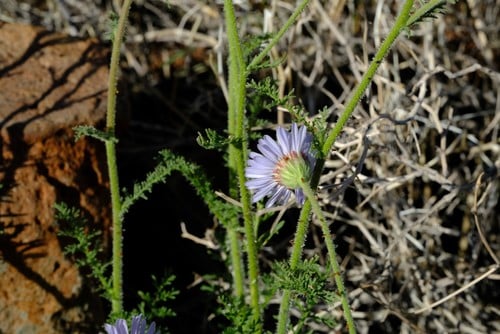 Garuleum schinzii