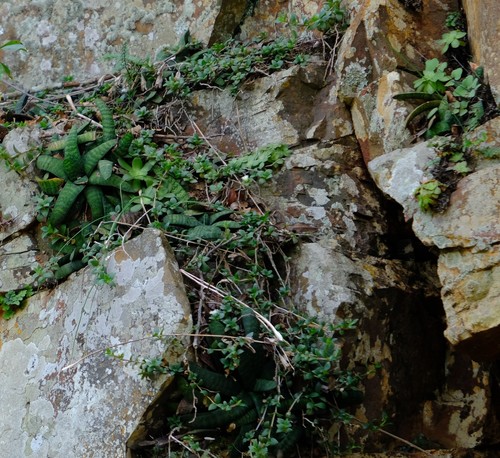 Gasteria batesiana (Cow-tongue cactus) — photo