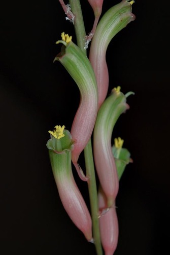 Gasteria batesiana (Cow-tongue cactus) — photo