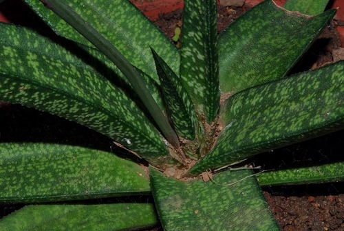 Gasteria batesiana