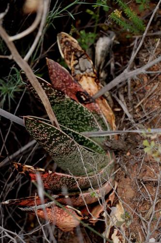 Gasteria brachyphylla — photo
