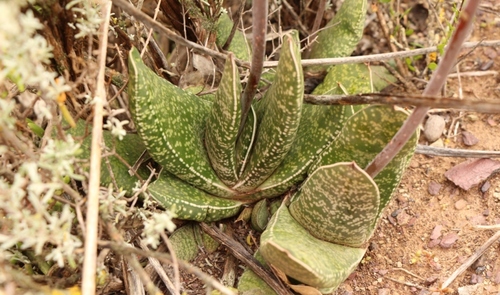 Gasteria brachyphylla — photo