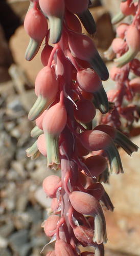 Gasteria brachyphylla