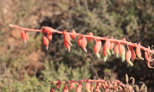 Gasteria disticha — photo