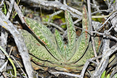 Gasteria disticha — photo