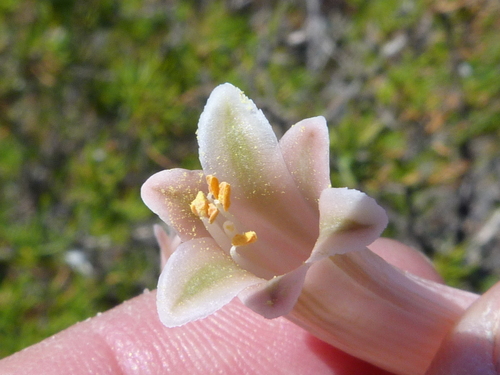 Gasteria pillansii — photo
