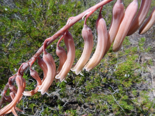 Gasteria pillansii — photo