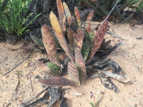 Gasteria pillansii