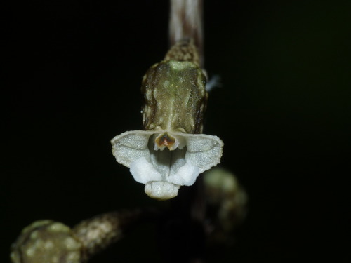 Gastrodia cunninghamii