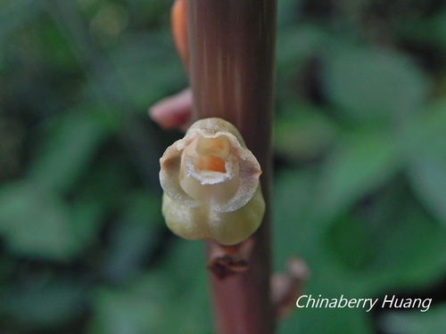 Gastrodia elata (Gastrodia tuber) — photo