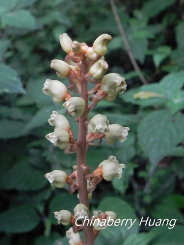 Gastrodia elata