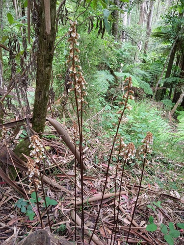 Gastrodia procera (Large potato orchid) — photo
