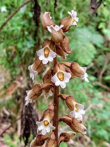 Gastrodia procera