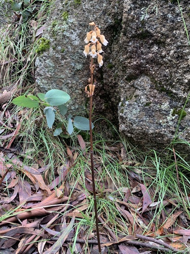 Gastrodia sesamoides (Potato orchid) — photo