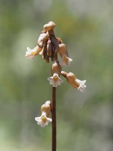 Gastrodia sesamoides
