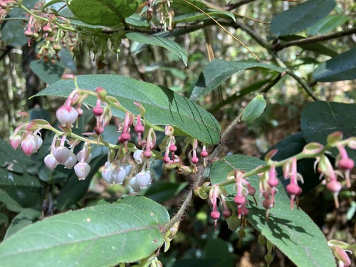 Gaultheria acuminata (Acuminate wintergreen) — photo