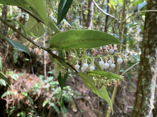 Gaultheria acuminata (Acuminate wintergreen) — photo