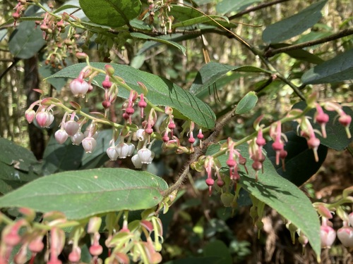 Gaultheria acuminata