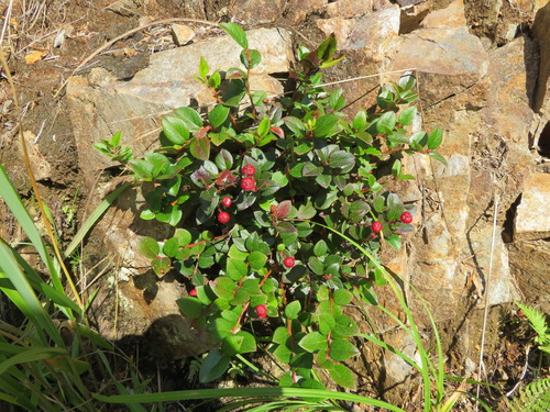 Gaultheria adenothrix — photo