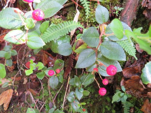 Gaultheria adenothrix — photo