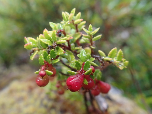 Gaultheria antarctica (Antarctic mountainberry) — photo